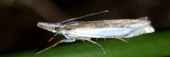 Crambus silvella