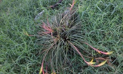 Tillandsia tricolor