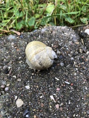 Cornu aspersum