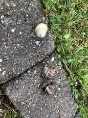 Cornu aspersum