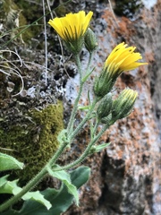 Hieracium amplexicaule