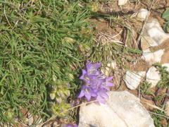Edraianthus