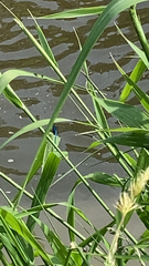 Calopteryx splendens