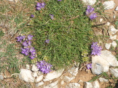 Edraianthus