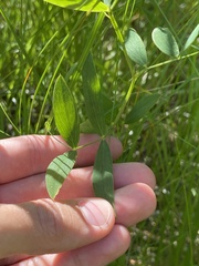Lathyrus palustris