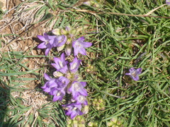 Edraianthus
