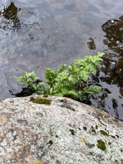 Cicuta virosa