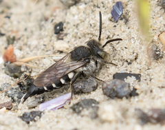 Coelioxys mandibularis