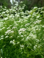 Anthriscus sylvestris