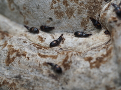 Sepedophilus bipustulatus