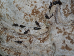 Sepedophilus bipustulatus