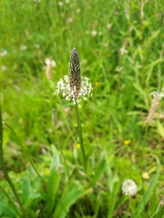 Plantago lanceolata