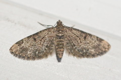 Eupithecia tantillaria