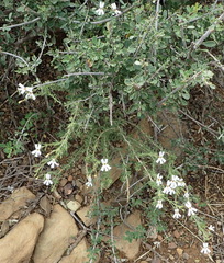 Jamesbrittenia tysonii