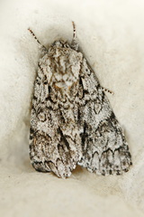 Acronicta auricoma