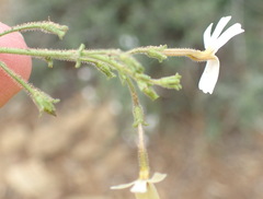 Jamesbrittenia tysonii