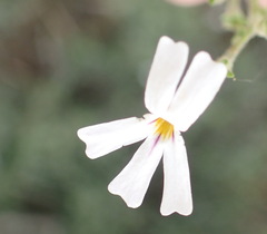 Jamesbrittenia tysonii