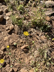 Grindelia hallii
