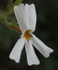 Jamesbrittenia tysonii