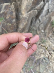 Boerhavia gracillima
