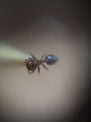 Crematogaster contemta