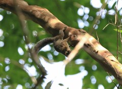 Callosciurus caniceps