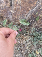 Boerhavia gracillima