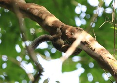 Callosciurus caniceps