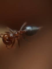 Crematogaster contemta