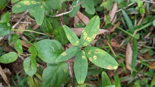 Puccinia cymbiformis
