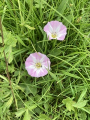 Convolvulus arvensis