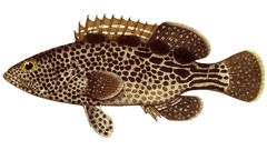 Surge Grouper photo 3