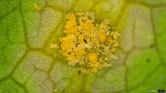 Puccinia cymbiformis