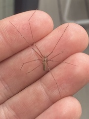 Pholcus phalangioides