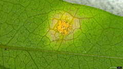 Puccinia cymbiformis