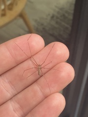 Pholcus phalangioides