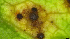 Puccinia cymbiformis