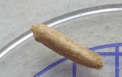 Blastobasis lacticolella