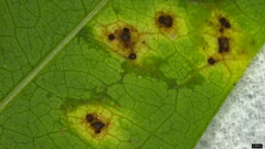 Puccinia cymbiformis
