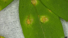 Puccinia cymbiformis