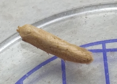 Blastobasis lacticolella