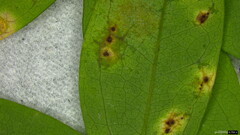 Puccinia cymbiformis