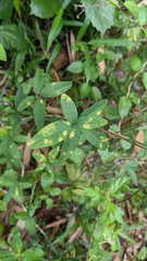 Puccinia cymbiformis