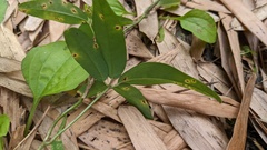 Puccinia cymbiformis