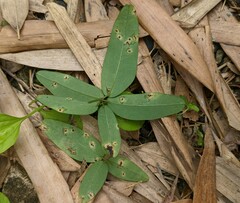 Puccinia cymbiformis