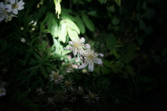Clematis hexapetala