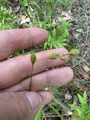 Carex hormathodes