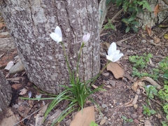 Zephyranthes miradorensis