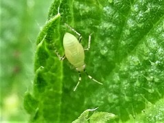 Plagiognathus arbustorum