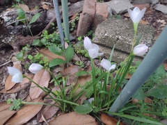 Zephyranthes miradorensis